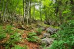 2014-07-05_Laengental-N-Hochweg (462). JPG
